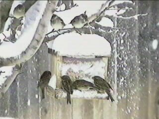 snowbirds