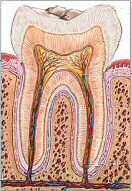 Tooth