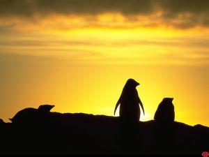 Penguins