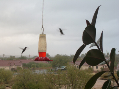 Hummingbirds