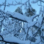 Branches Full of Snow