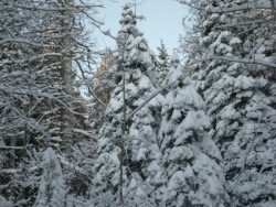 Snow Trees