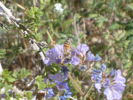 Busy Bee on Pusch Peak