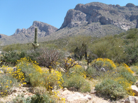 Pusch Ridge Wildflowers
