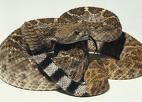 Diamondback