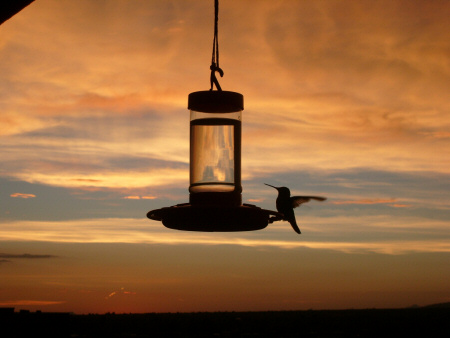 071708 Hummingbird Sunset