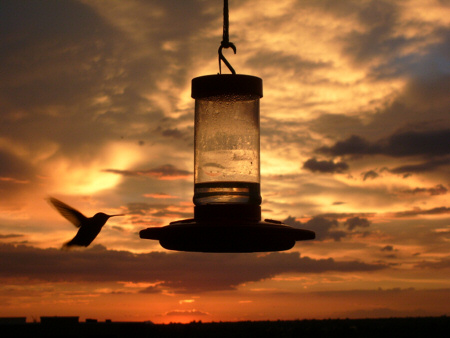 072108 Humminbird Sunset