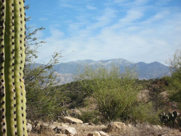 120909MtLemmonCactus600 Partial Cactus Frame