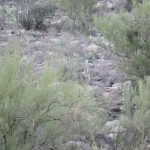 122909AMHikeDeerMed Hi Deer