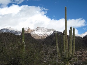Catalina Snow Catalina Snow