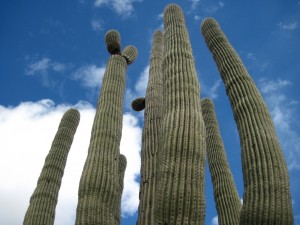 Reaching for the sky