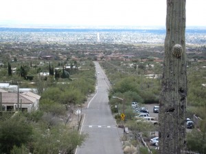 Looking down Alvernon Looking down Alvernon
